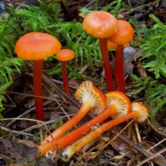 Goblet Waxcap thumbnail 4