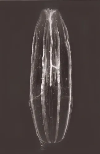 Hormiphora cucumis