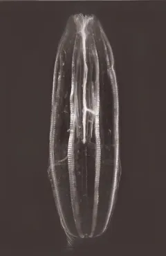 Hormiphora cucumis thumbnail 1