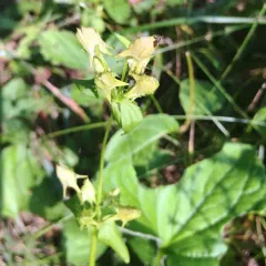 Spurred Gentian thumbnail 2