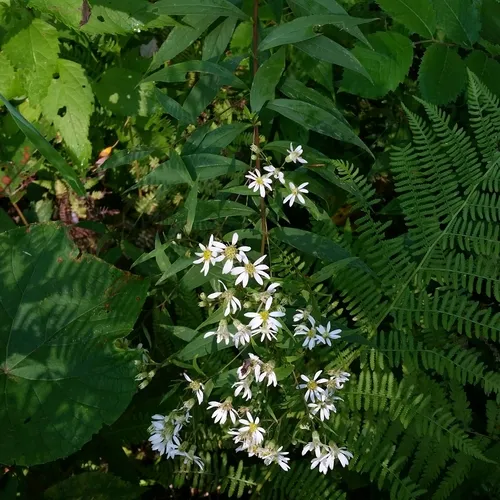 flat-top white aster