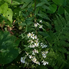 flat-top white aster thumbnail 1