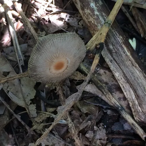 pleated inkcap