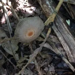 pleated inkcap thumbnail 1