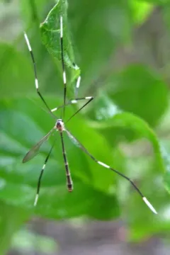 Pygmy Phantom Crane Fly thumbnail 4