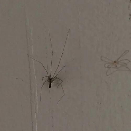 Long-bodied Cellar Spider
