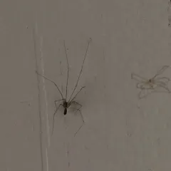Long-bodied Cellar Spider thumbnail 1