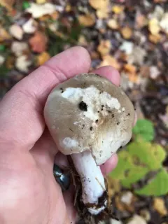 Almond woodwax thumbnail 3