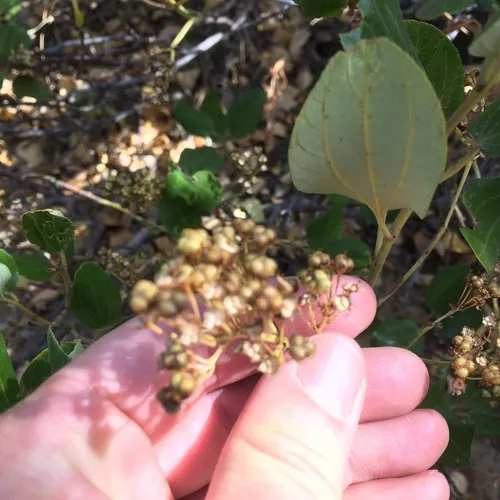 Snowbrush Ceanothus