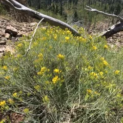 Rubber Rabbitbrush thumbnail 3
