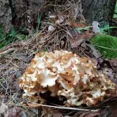 American cauliflower mushroom thumbnail 3