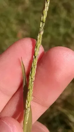Prairie Cupgrass thumbnail 2