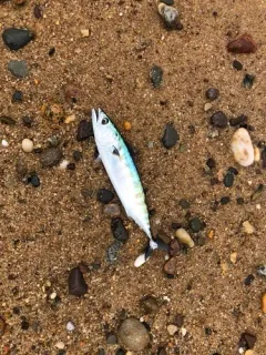 Atlantic Bonito thumbnail 2