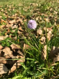 Devil's-bit Scabious thumbnail 2