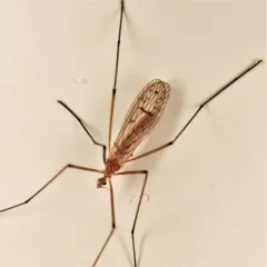 Cladura flavoferruginea thumbnail 2