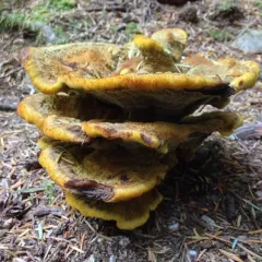 Dyer's Polypore thumbnail 3