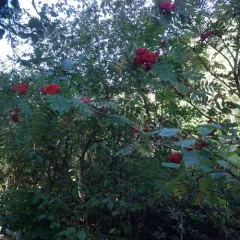 European mountain ash thumbnail 2