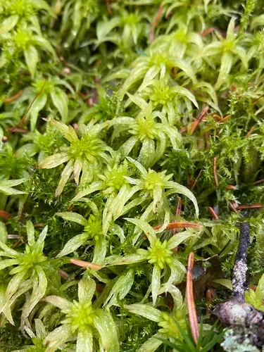 Streamside Sphagnum