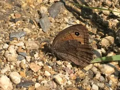 Mead’s Wood-Nymph thumbnail 2
