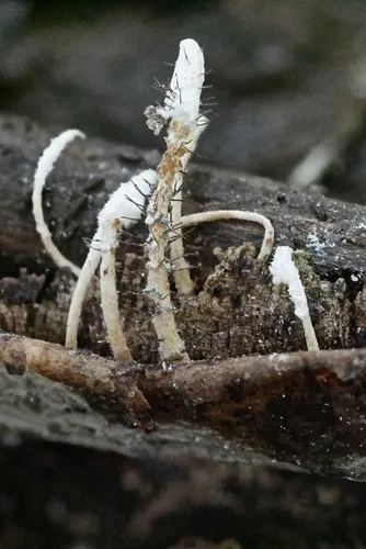 Syspastospora parasitica