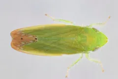Memnonia flavida thumbnail 4