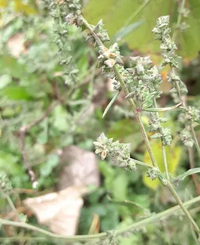 Common Orache