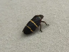 Two-lined Spittlebug thumbnail 2