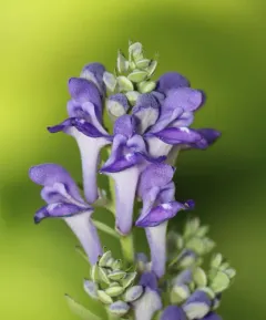 Downy Skullcap thumbnail 1