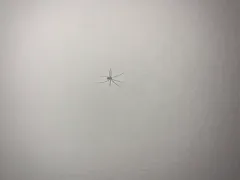 shortbodied cellar spider thumbnail 2