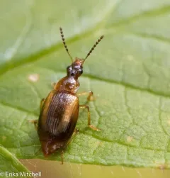 Trigonodemus striatus thumbnail 4