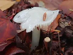 Humidicutis pura thumbnail 4