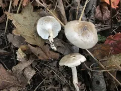 Hygrophorus occidentalis thumbnail 4