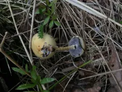 Leratiomyces magnivelaris thumbnail 2