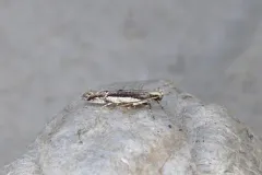 White-edged Coleotechnites Moth thumbnail 4