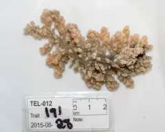 Drifa Octocoral thumbnail 3