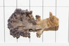 Flowery Carnation Coral thumbnail 4