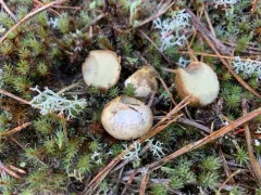Rhizopogon pseudoroseolus thumbnail 4