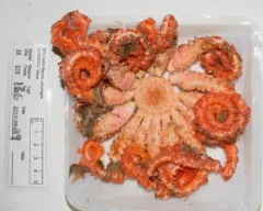 Novodinia americana thumbnail 2