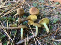 Cortinarius aureifolius thumbnail 4