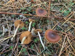 Cortinarius laetus thumbnail 1