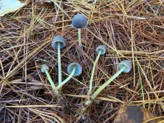 Mycena griseoviridis thumbnail 2