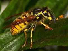 German Yellowjacket thumbnail 2