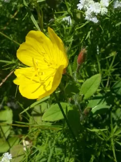 meadow evening primrose thumbnail 2