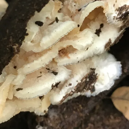Trembling Crust