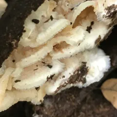 Trembling crust