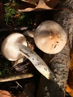 rosy woodwax thumbnail 3