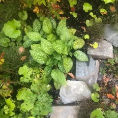 Lungwort thumbnail 4