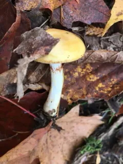 yellow webcap thumbnail 2