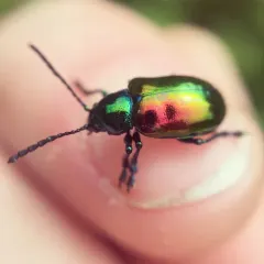 Dogbane Leaf Beetle thumbnail 1