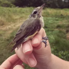 Warbling Vireo thumbnail 4